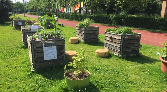 Quartiergarten Ruopigen gedeiht